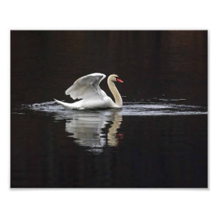 Impression Photo Cygne et réflexions