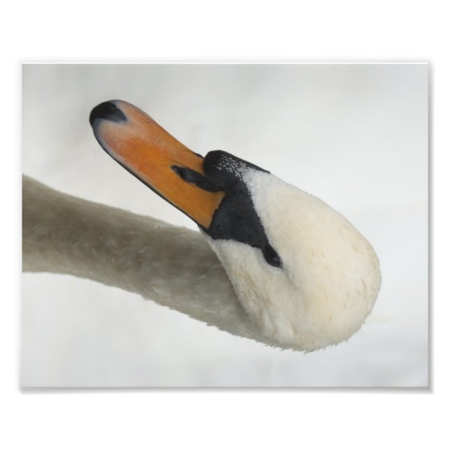 Impression Photo Cygne Macro Blanc (Devant)