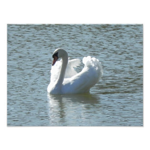 Impression Photo Cygne masculin