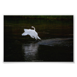 Impression Photo Cygne trompette