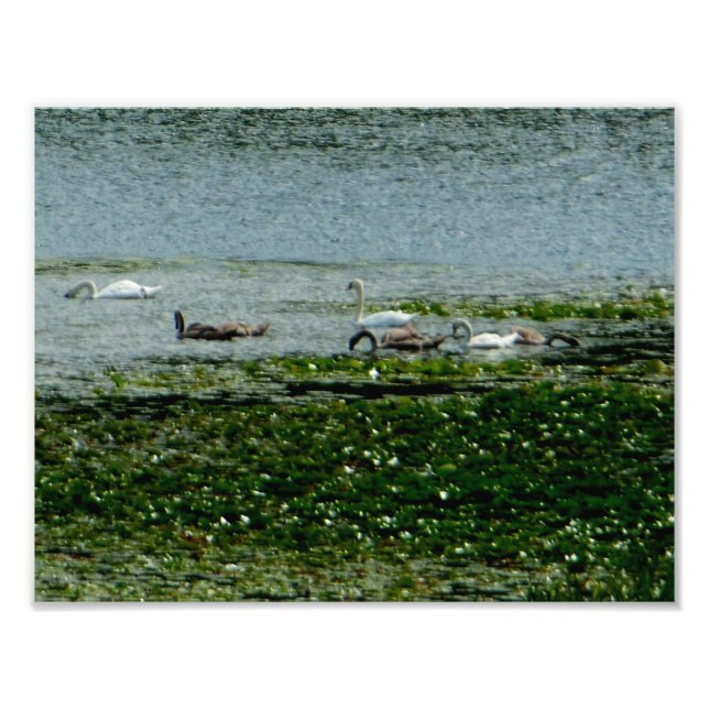 Impression Photo Cygnes aquatiques (Devant)