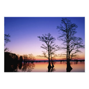 Impression Photo Cyprès chauves en silhouette au coucher du soleil,
