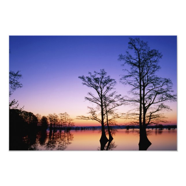 Impression Photo Cyprès chauves silhoués au coucher du soleil, (Devant)