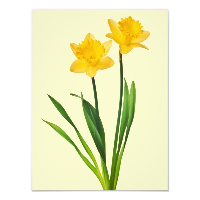 Impression Photo Daffodiles de printemps jaune - Modèle de jonquill (Devant)