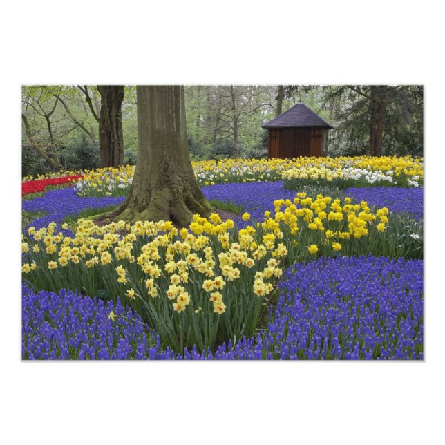 Impression Photo Daffodiles, jacinthe de raisin et jardin de tulipe (Devant)