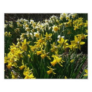 Impression Photo Daffodiles jaunes et blancs Fleurs de printemps