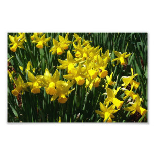 Impression Photo Daffodiles Jaunes I Fleurs De Printemps Cheveux