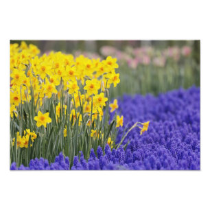 Impression Photo Daffodils et raisin Hyacinth, Keukenhof 3