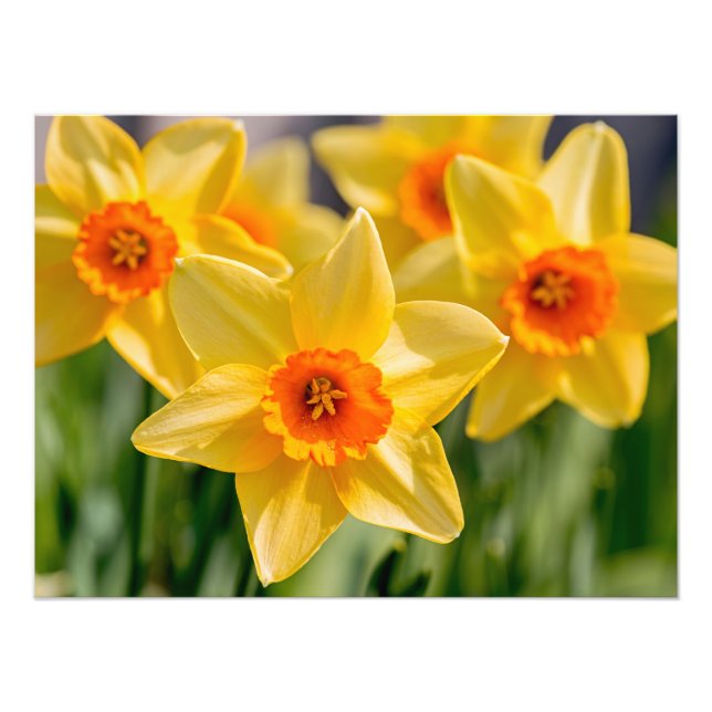 Impression Photo Daffodiques de printemps (Devant)