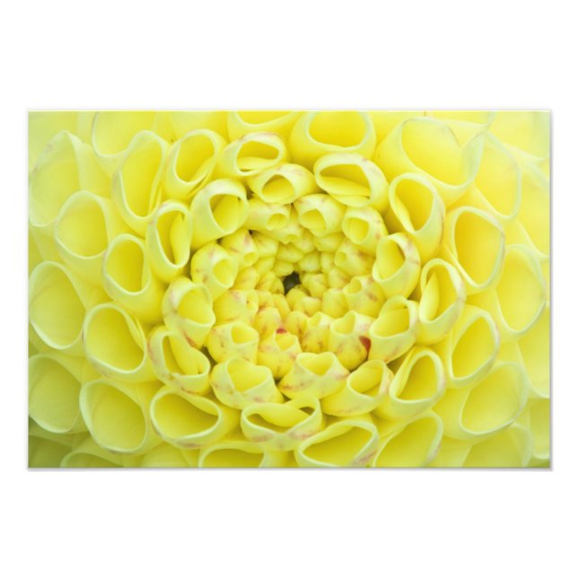 Impression Photo Dahlia (Devant)