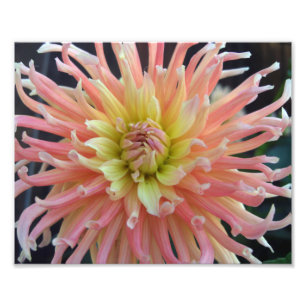 Impression Photo Dahlia clair 10x8