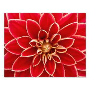 Impression Photo Dahlia rouge