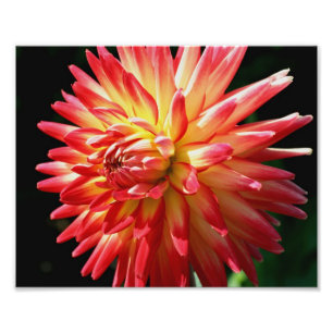 Impression Photo Dahlia Rouge Et Jaune 10x8 Fleur Haut
