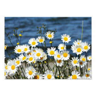 Impression Photo Daisy-Daisy