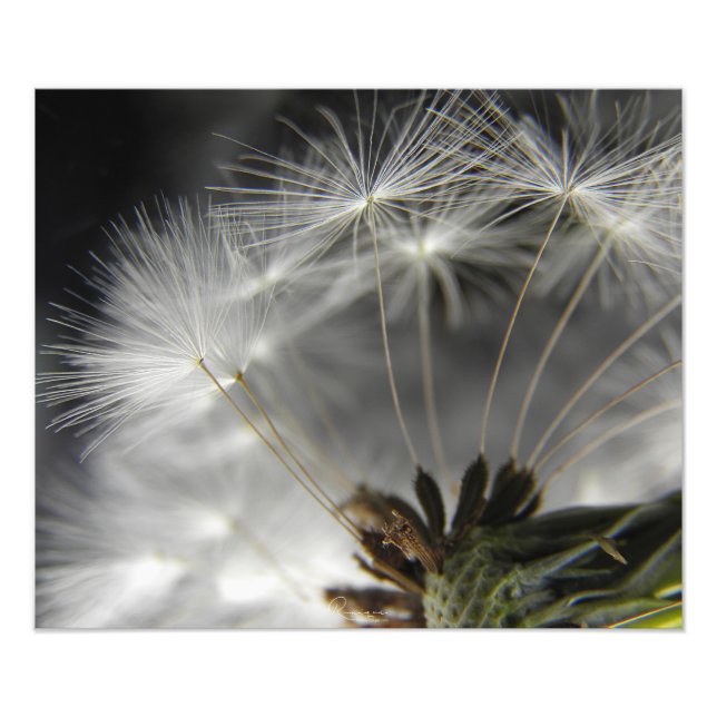Impression Photo Dandelion (Devant)