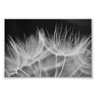 Impression Photo Dandelion Closeuse en noir blanc