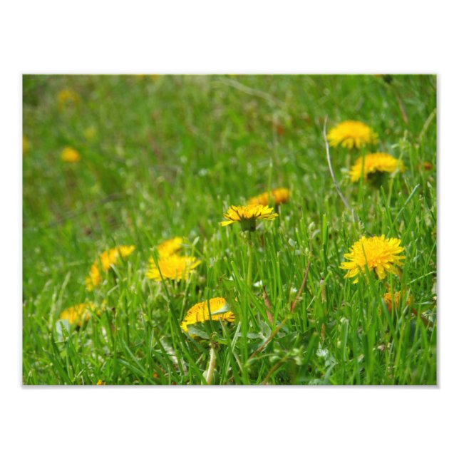 Impression Photo Dandelion Field (Devant)