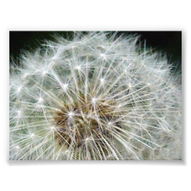 Impression Photo dandilion (Devant)