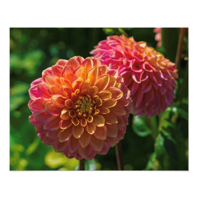 Impression Photo Dans Le Jardin Dahlia 1 (Devant)