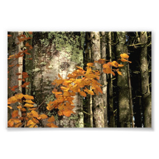 Impression Photo Dans les bois