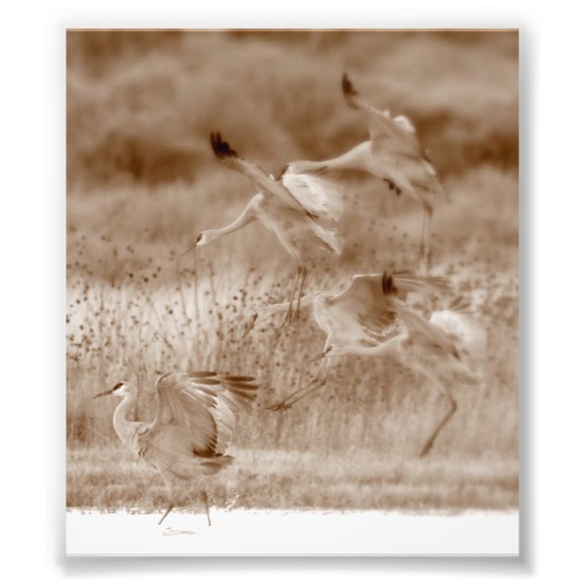 Impression Photo danse des grues (Devant)