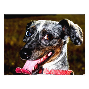 Impression Photo Dappel/Piebald Dachshund