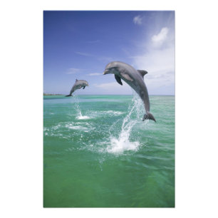 Impression Photo Dauphins de verdure Tursiops truncatus