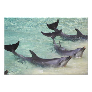 Impression Photo Dauphins, Sea World, Gold Coast, Queensland,
