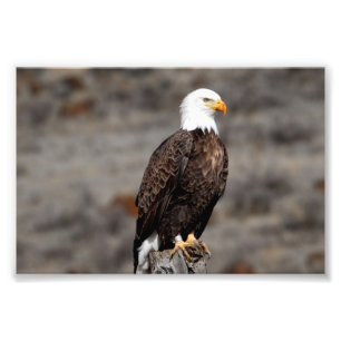 Impression photo de Bald Eagle