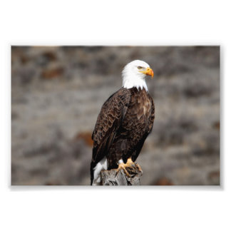 Impression photo de Bald Eagle