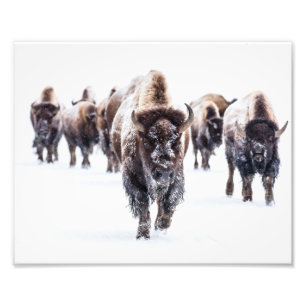 Impression photo de buffles de Yellowstone