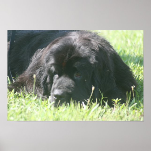 Impression photo de chien de Terre-Neuve (Devant)