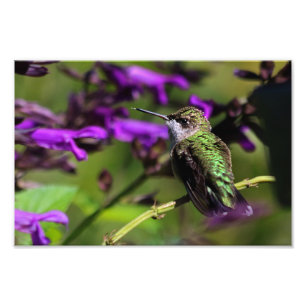 Impression photo de colibri à gorge rubis