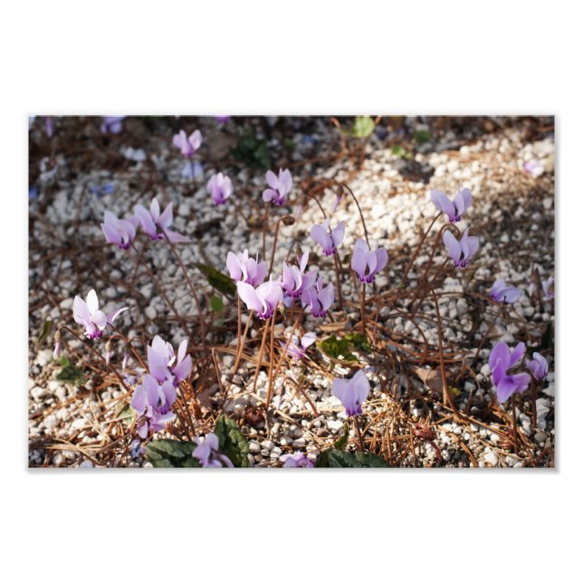 Impression photo de cyclamen (Devant)