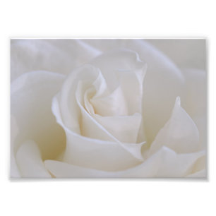 Impression photo de fleur de rose blanche