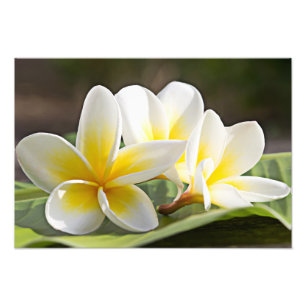 Impression photo de fleurs de Plumeria