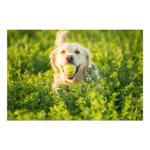 Impression photo de haute qualité Golden Retriever