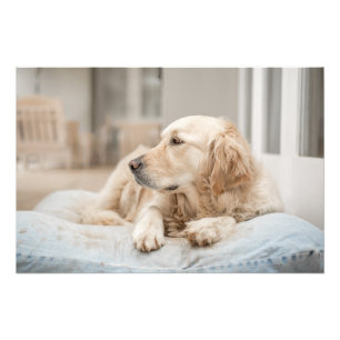 Impression photo de haute qualité Golden Retriever