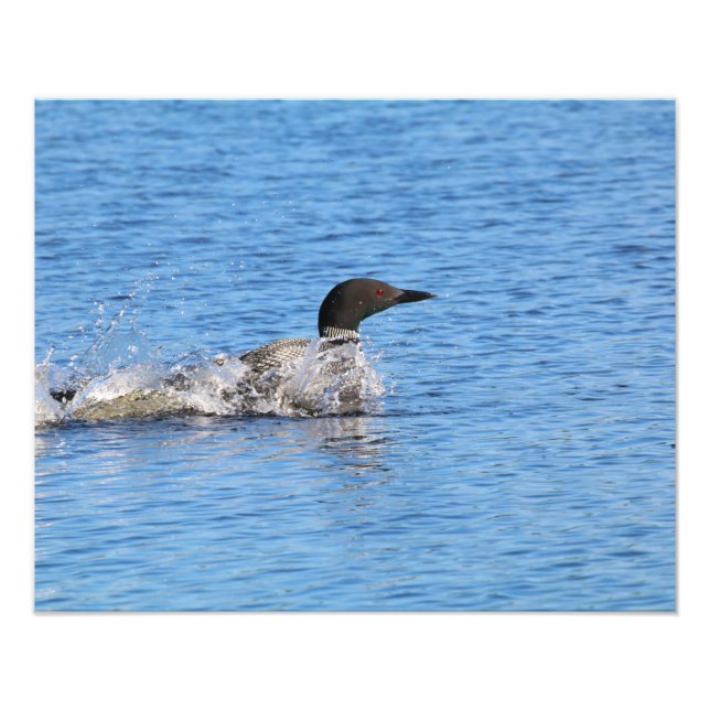 Impression photo de huard (Devant)