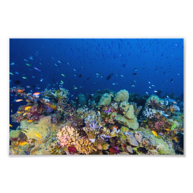 Impression photo de la mer de corail (Devant)