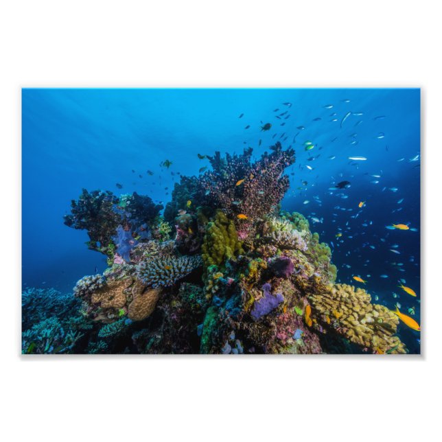 Impression photo de la mer de corail (Devant)