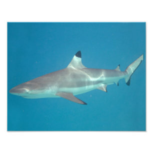 Impression photo de la nage de requins sous l'eau