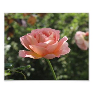 Impression photo de la rose Abraham Darby
