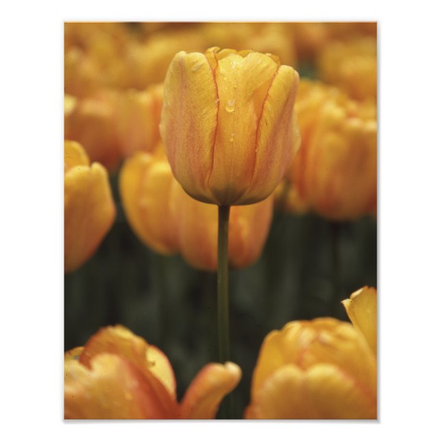 Impression photo de la tulipe jaune (Devant)