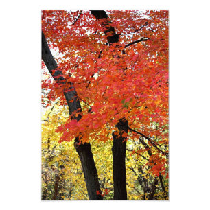 Impression photo de l'arbre