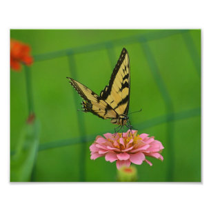 Impression photo de papillon jaune