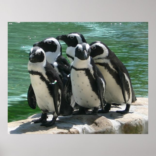 Impression photo de pingouins (Devant)