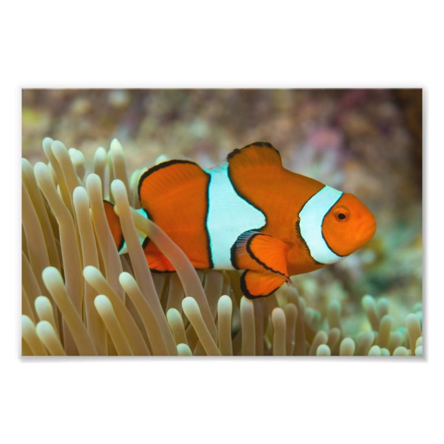 Impression photo de poisson clown mignon (Devant)