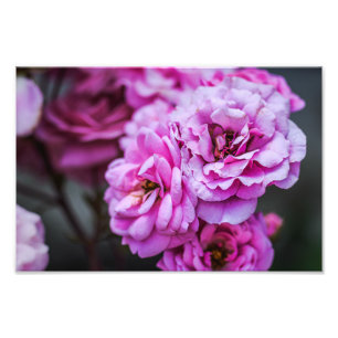 Impression photo de roses roses douces