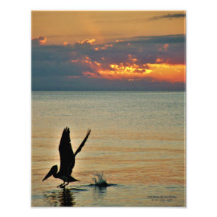 Impression Photo décollage pélican au coucher du soleil Côte du Gol